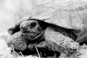 JDSPP.Cappadocia Turtle Turkey.1