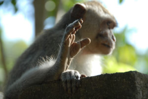 JDSPP.Macaque Crabier.1