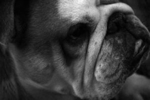 JDSPP.Bull Dog Portrait