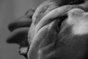 JDSPP.Portrait de chien